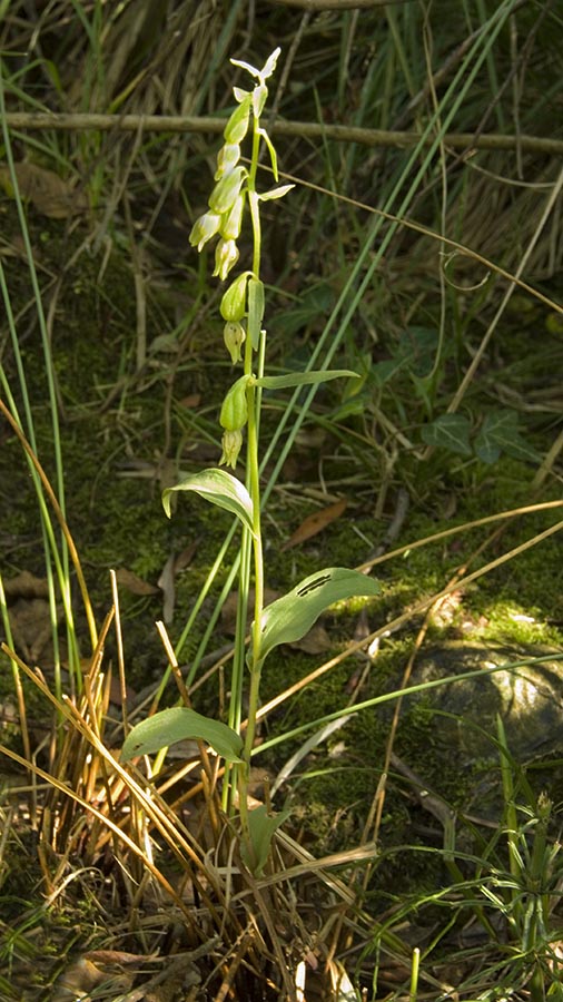 Chiave per orchidee sfiorite